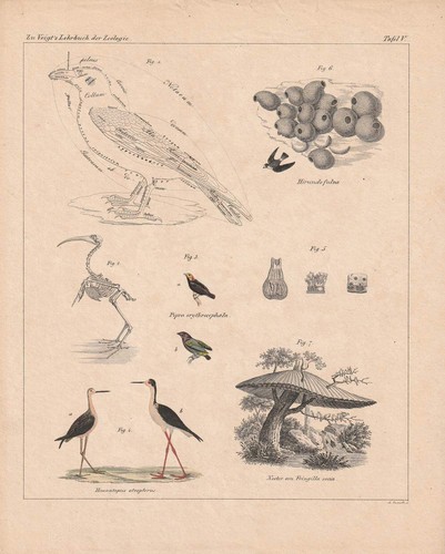 C1840 gelbkopfpipra - c1840,