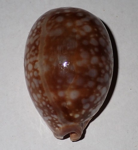 Huge cypraea nivosa - 50, mm