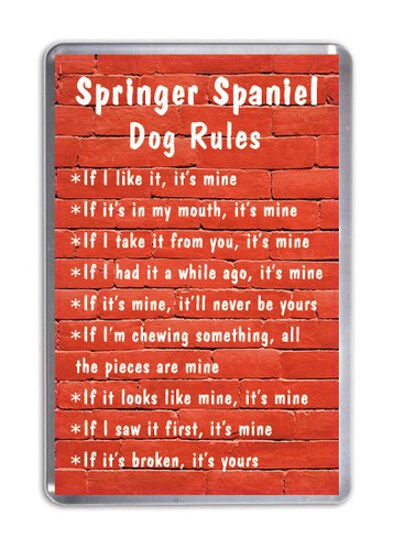 Springer spaniel dog - springer,