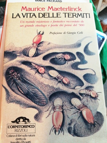 Vita delle termiti - vita, termiti~maurice
