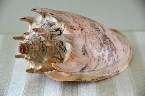 Specimen cymbiola imperialis - cymbiola,
