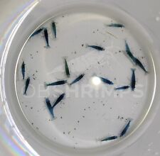 20 Neocaridine Davidi Blue Dream LOW GRADE + omaggio superfood/caridine acquario