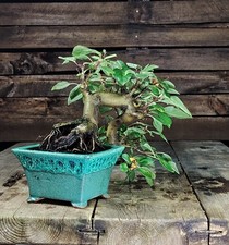 Bonsai di Melo Giapponese, Kaido. 18 Anni 29cm Nebari  10cm Crabapple Holzapfel
