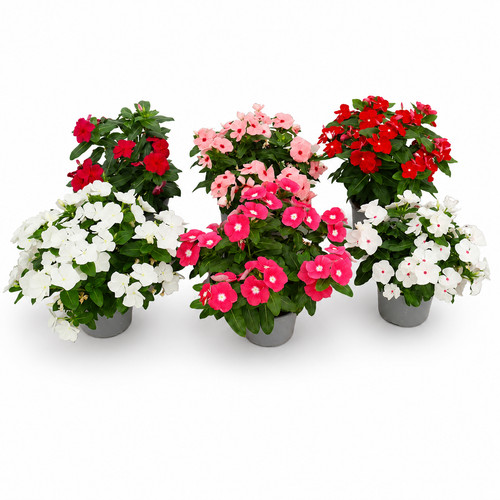 Set vinca - da,