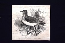 Storia naturale - Piviere