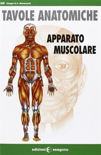 Apparato muscolare tavole - apparato, muscolare.