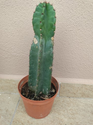 Cactus succulente cereus - succulente,,