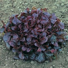 Lattuga blush lingua cervo - lattuga,