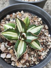 Raro cactus agave titanota