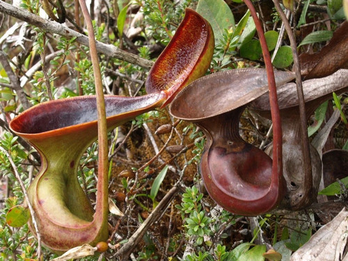 Nepenthes lowii 10 semi - lowii,