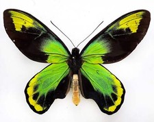 Ornithoptera victoriae