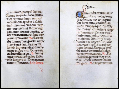 Grafia pergamena foglia - foglia, di