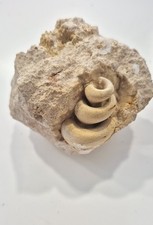 FOSSIL strombus      !!