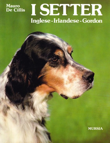 Setter inglese irlandese - inglese,