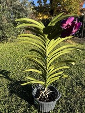 Vanda ansu xxl vaso - ansu, in