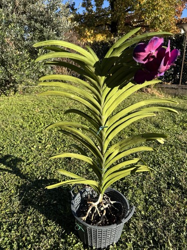 Vanda ansu xxl vaso - vanda, in