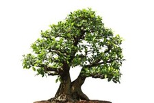 Fico piangente ficus - piangente,,