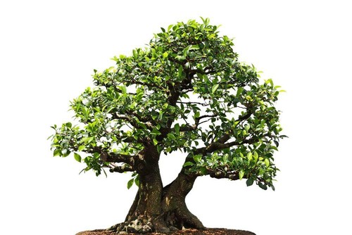 Fico piangente ficus - fico, piangente,