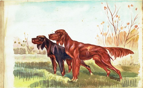 Acquarello originale cani - acquarello,