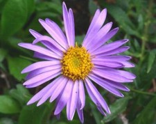 Astro Alpino – 30 Semi – Fiore Decorativo, Alta Germinabilità, Ideale per Giardi