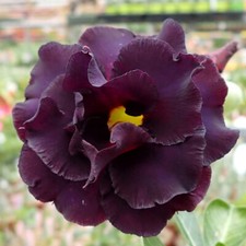 5 Adenium obesum BLACK PEARL  - rosa del deserto - semi freschi 