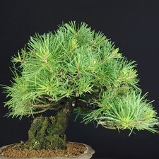 Shohin BONSAI Pinus parviflora