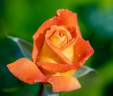 Rosa cv Meilland Louis de Funes® - Rosa | Rosa da giardino