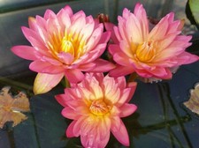 15 SEMI DI NINFEA "LITTLE