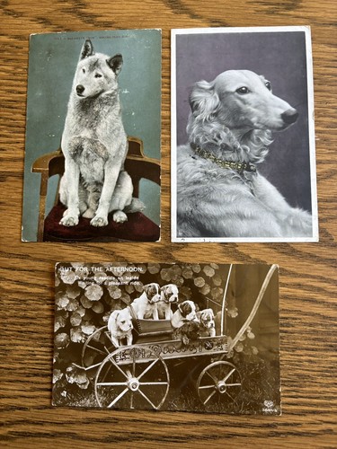1907 cartoline di - (3), cani