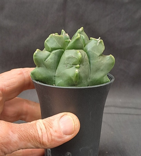Astrophytum myriostigma - , cv