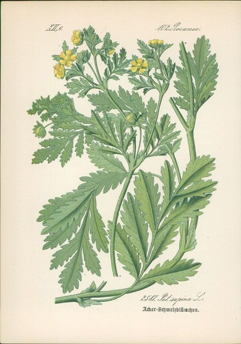 Chromolithographie - ,