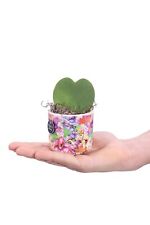 Hoya Kerrii Green Heart vera San Valentino regalo ornamentale vaso ceramica