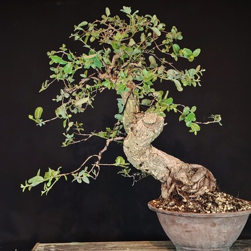 Bonsai sughera quercia - sughera, da