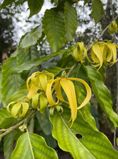 Cananga odorata, ylang ylang, albero dei profumi, olio di macassar - 10 semi