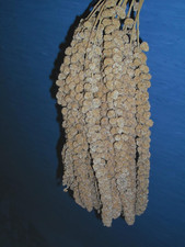 Spighe di Panico da 3 kg Sfuse