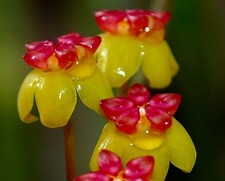 Hoya soligamiana - Pianta di cera | Fiore in porcellana