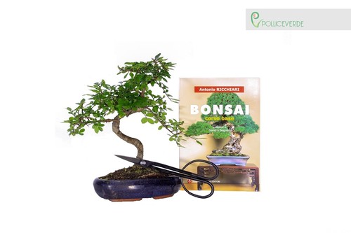 Kit bonsai olmo - -,