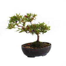 Bonsai Azalea Satsuky - Bonsai