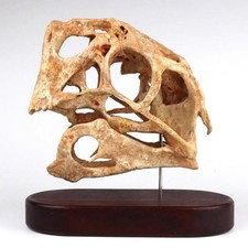 Statua dinosauro teschio