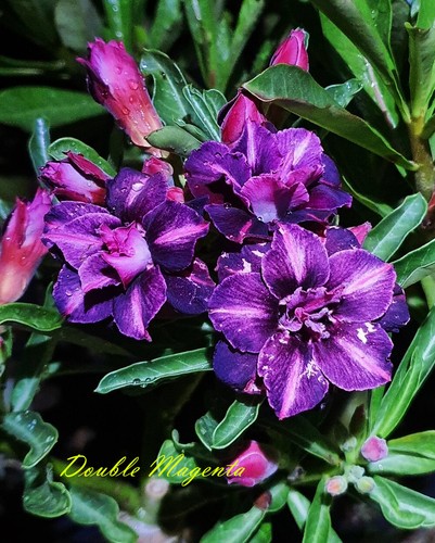 Adenium obesum desert rose - desert,