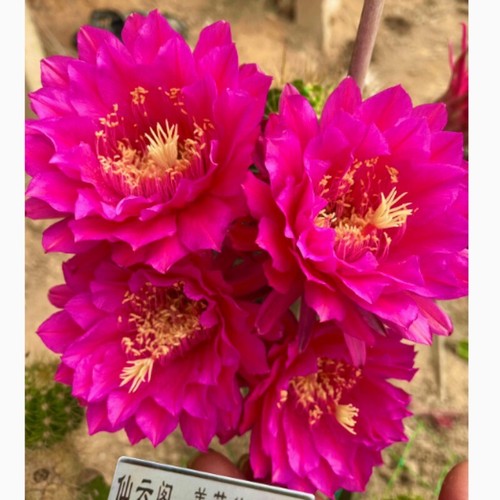 Pianta succulenta cactus - pianta, di