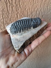 Fossili * GRANDE TRILOBITE