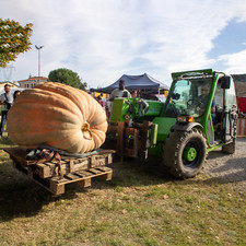 Semi zucca gigante dill - gigante, dill's