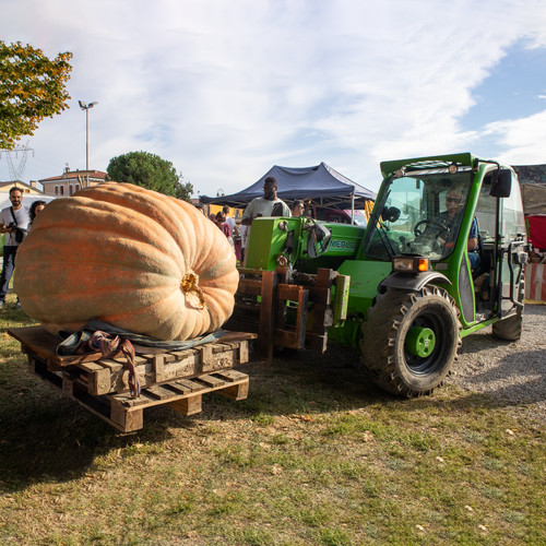 Semi zucca gigante - , dill's