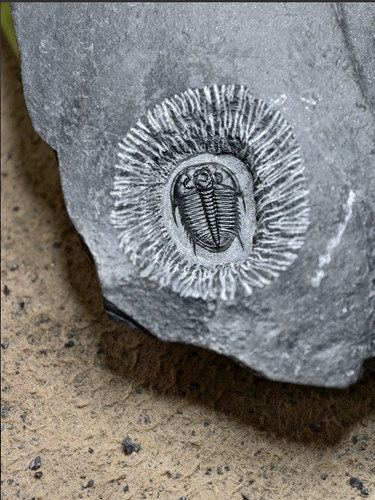 Natural trilobite fossil - natural,
