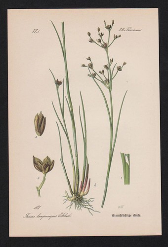 1880 pianta juncus con - pianta, di