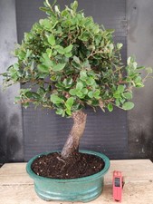 bonsai  quercia da sughero  h