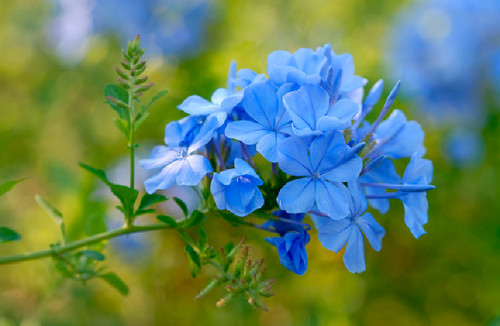 Pianta plumbago vaso 18 - plumbago,,