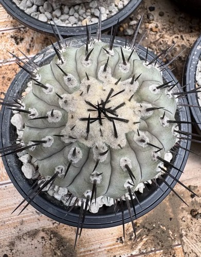 Cera copiapoa cinerea cm - copiapoa,