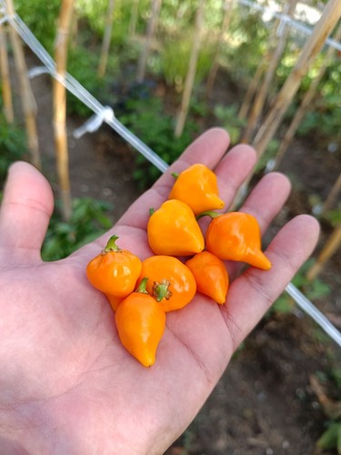 Semi sun lantern - lantern,, peperoncino